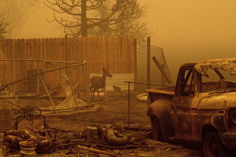 Comté de Plumas, dévasté par l'incendie de Dixie, Californie, le 6 août 2021. (AP Photo / Noah Berger)