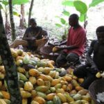 le cas des cacaoyères ivoiriennes, jacquin couvreur