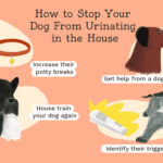 Comment empêcher votre chien de faire pipi dans la maison, jacquin couvreur